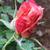 Bud