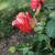 Bud