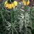 Fritillaria imperialis
