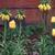 Fritillaria imperialis