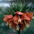 Fritillaria imperialis