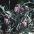Fritillaria meleagris