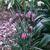 Fritillaria meleagris