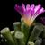 Frithia Pulchra