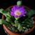 Frithia Pulchra