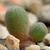 Frithia Pulchra