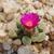 Frithia Pulchra