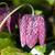 Fritillaria meleagris