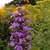 Blue flowers on a spike