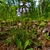 Rosette plant with erect spike of pale lavender flowers.