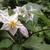 Solanum carolinense