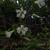 Silene stellata
