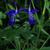 Trichostema dichotomum