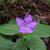 Ruellia caroliniensis