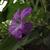 Ruellia caroliniensis