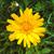 Tragopogon pratensis