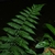 Frond in July in Saül 97314, French Guyana