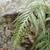 Frond in November Jingzhi, China