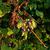 Vitis vulpina