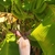 Fruit, flowers and leaves in October in Nayarit, Mexico