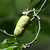 Fruit in July in Huangshan in China