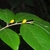 Fruit in July in Zhejiang, China