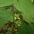 Fruit in July in Rutherford County, Tennesse