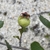 Fruit in July