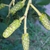 Fruit in June in Heilbronn, Germany