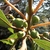 Fruits in June in Himachal PRadesh, India