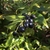Fleshy Purple berries in March in Surrey, England