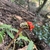 Close-up of the spadix bearing red berries.