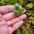 Fruit in October in Pierce County, Washington