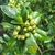 Unripe green berries in September in Merrifield, Virginia