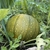 Fruit in September in Flagstaff, Arizona
