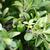 Buxus_microphylla