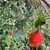 Fruit in September in uThungulu in South Africa