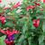 Fuchsia x hybrida