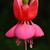 Fuchsia x hybrida