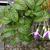 Fuchsia x hybrida