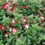 Fuchsia x hybrida