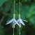 Pendulous white flower.
