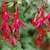 Pendulous red and purple flowers.