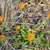 low-growing plants with vivid orange cone-like inflorescences.