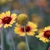 Flower and seed head