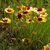 stand of yellow daisy flowers with dark red eyes.
