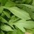 Leaves of G. aristata