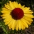 yellow daisy flowers with dark red eyes.