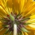 Underside of flower