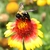 Bee on flower